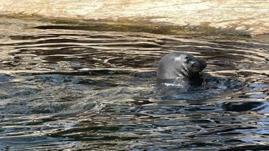 Sea Lion in an Aquarium clipart