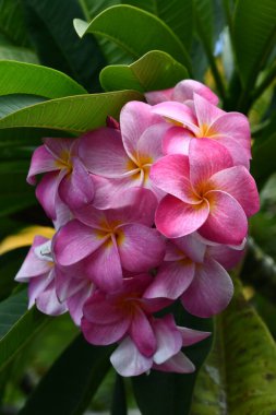 Beautiful Hawaiian Plumeria Flower clipart