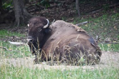Vahşi Amerikan Bizonu