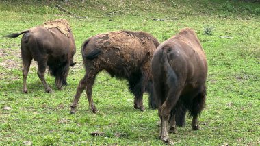 Vahşi Amerikan Bizonu