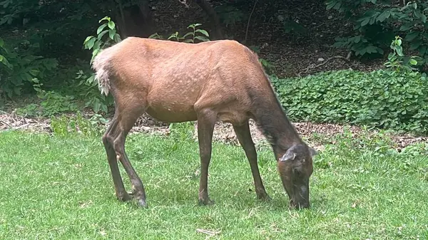 stock image An Elk in the Park