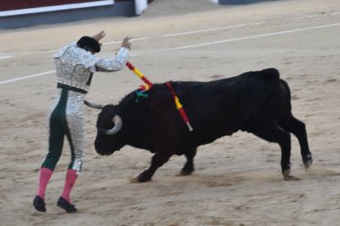 MADRID, İspanya - 15 Ağustos 2024 'te İspanya' nın Madrid şehrindeki Plaza de Toros de Las Ventas boğa güreşi ringinde görülen boğa güreşi.