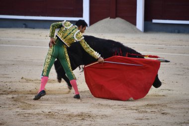 MADRID, İspanya - 15 Ağustos 2024 'te İspanya' nın Madrid şehrindeki Plaza de Toros de Las Ventas boğa güreşi ringinde görülen boğa güreşi.