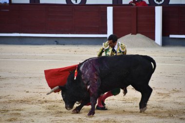 MADRID, İspanya - 15 Ağustos 2024 'te İspanya' nın Madrid şehrindeki Plaza de Toros de Las Ventas boğa güreşi ringinde görülen boğa güreşi.