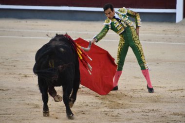 MADRID, İspanya - 15 Ağustos 2024 'te İspanya' nın Madrid şehrindeki Plaza de Toros de Las Ventas boğa güreşi ringinde görülen boğa güreşi.