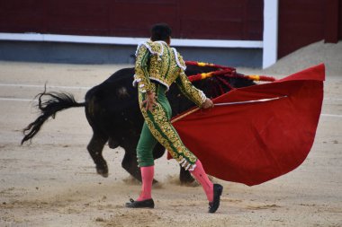 MADRID, İspanya - 15 Ağustos 2024 'te İspanya' nın Madrid şehrindeki Plaza de Toros de Las Ventas boğa güreşi ringinde görülen boğa güreşi.