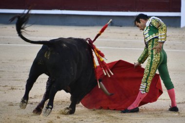 MADRID, İspanya - 15 Ağustos 2024 'te İspanya' nın Madrid şehrindeki Plaza de Toros de Las Ventas boğa güreşi ringinde görülen boğa güreşi.