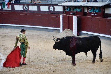 MADRID, İspanya - 15 Ağustos 2024 'te İspanya' nın Madrid şehrindeki Plaza de Toros de Las Ventas boğa güreşi ringinde görülen boğa güreşi.