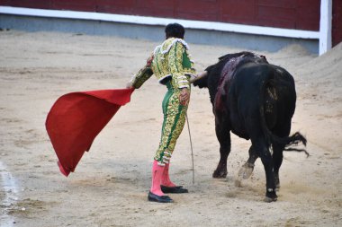 MADRID, İspanya - 15 Ağustos 2024 'te İspanya' nın Madrid şehrindeki Plaza de Toros de Las Ventas boğa güreşi ringinde görülen boğa güreşi.