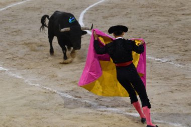 MADRID, İspanya - 15 Ağustos 2024 'te İspanya' nın Madrid şehrindeki Plaza de Toros de Las Ventas boğa güreşi ringinde görülen boğa güreşi.