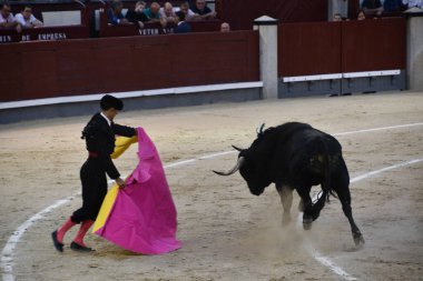 MADRID, İspanya - 15 Ağustos 2024 'te İspanya' nın Madrid şehrindeki Plaza de Toros de Las Ventas boğa güreşi ringinde görülen boğa güreşi.