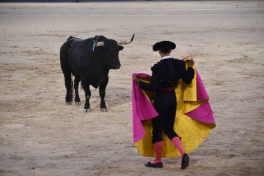 MADRID, İspanya - 15 Ağustos 2024 'te İspanya' nın Madrid şehrindeki Plaza de Toros de Las Ventas boğa güreşi ringinde görülen boğa güreşi.