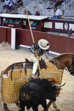 MADRID, İspanya - 15 Ağustos 2024 'te İspanya' nın Madrid şehrindeki Plaza de Toros de Las Ventas boğa güreşi ringinde görülen boğa güreşi.