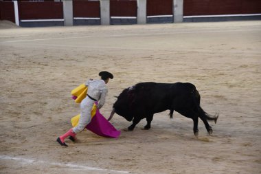 MADRID, İspanya - 15 Ağustos 2024 'te İspanya' nın Madrid şehrindeki Plaza de Toros de Las Ventas boğa güreşi ringinde görülen boğa güreşi.