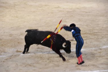 MADRID, İspanya - 15 Ağustos 2024 'te İspanya' nın Madrid şehrindeki Plaza de Toros de Las Ventas boğa güreşi ringinde görülen boğa güreşi.