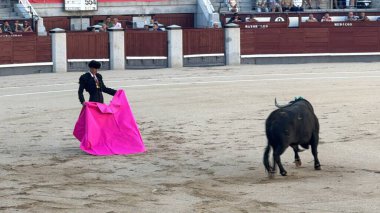 MADRID, İspanya - 15 Ağustos 2024 'te İspanya' nın Madrid şehrindeki Plaza de Toros de Las Ventas boğa güreşi ringinde görülen boğa güreşi.