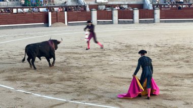 MADRID, İspanya - 15 Ağustos 2024 'te İspanya' nın Madrid şehrindeki Plaza de Toros de Las Ventas boğa güreşi ringinde görülen boğa güreşi.