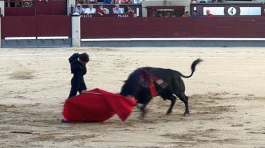 MADRID, İspanya - 15 Ağustos 2024 'te İspanya' nın Madrid şehrindeki Plaza de Toros de Las Ventas boğa güreşi ringinde görülen boğa güreşi.