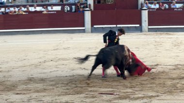 MADRID, İspanya - 15 Ağustos 2024 'te İspanya' nın Madrid şehrindeki Plaza de Toros de Las Ventas boğa güreşi ringinde görülen boğa güreşi.