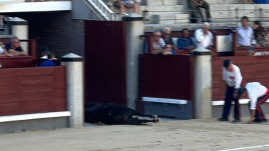 MADRID, İspanya - 15 Ağustos 2024 'te İspanya' nın Madrid şehrindeki Plaza de Toros de Las Ventas boğa güreşi ringinde görülen boğa güreşi.