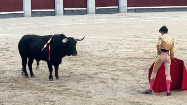 MADRID, İspanya - 15 Ağustos 2024 'te İspanya' nın Madrid şehrindeki Plaza de Toros de Las Ventas boğa güreşi ringinde görülen boğa güreşi.