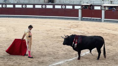 MADRID, İspanya - 15 Ağustos 2024 'te İspanya' nın Madrid şehrindeki Plaza de Toros de Las Ventas boğa güreşi ringinde görülen boğa güreşi.