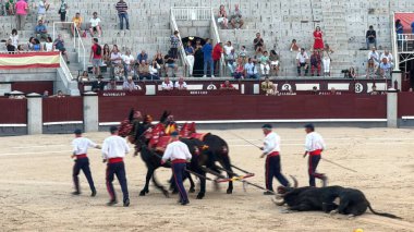 MADRID, İspanya - 15 Ağustos 2024 'te İspanya' nın Madrid şehrindeki Plaza de Toros de Las Ventas boğa güreşi ringinde görülen boğa güreşi.