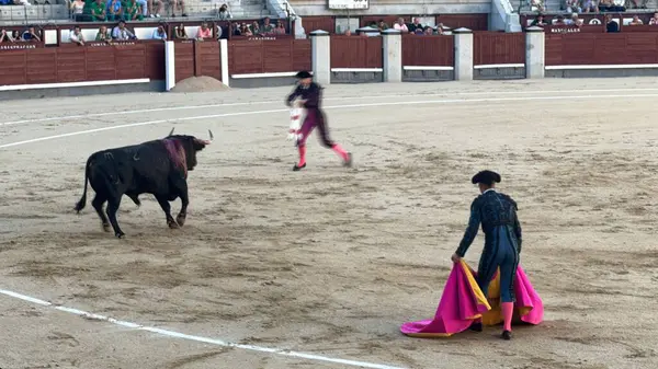 MADRID, İspanya - 15 Ağustos 2024 'te İspanya' nın Madrid şehrindeki Plaza de Toros de Las Ventas boğa güreşi ringinde görülen boğa güreşi.