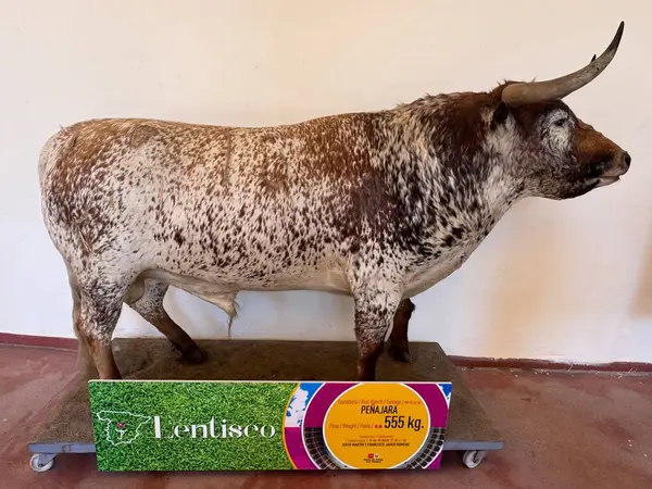 stock image MADRID, SPAIN - AUG 15: Museum exhibit at Plaza de Toros de Las Ventas bullfight ring in Madrid, Spain, as seen on Aug 15, 2024.