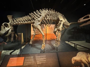 MADRID, İspanya - 12 AUG: Patagonya dinozorları 12 Ağustos 2024 'te İspanya' nın Madrid kentindeki CaixaForum 'da görüldüğü gibi.