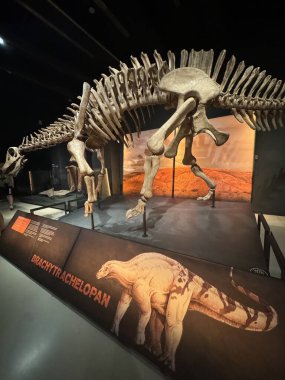 MADRID, İspanya - 12 AUG: Patagonya dinozorları 12 Ağustos 2024 'te İspanya' nın Madrid kentindeki CaixaForum 'da görüldüğü gibi.
