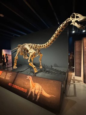 MADRID, İspanya - 12 AUG: Patagonya dinozorları 12 Ağustos 2024 'te İspanya' nın Madrid kentindeki CaixaForum 'da görüldüğü gibi.