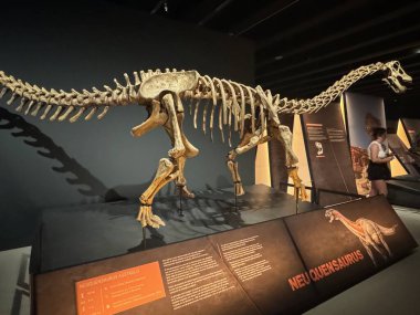MADRID, İspanya - 12 AUG: Patagonya dinozorları 12 Ağustos 2024 'te İspanya' nın Madrid kentindeki CaixaForum 'da görüldüğü gibi.