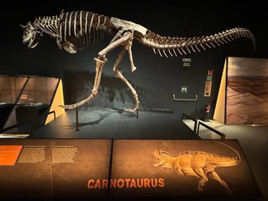 MADRID, İspanya - 12 AUG: Patagonya dinozorları 12 Ağustos 2024 'te İspanya' nın Madrid kentindeki CaixaForum 'da görüldüğü gibi.