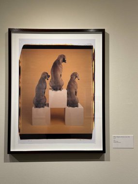 CORNING, NY - 31 AUG: William Wegman 'ın The Fotoğrafçılık sergisi Rockwell Müzesi' nde, Smithsonian bağlı, Corning, New York 'ta, 31 Ağustos 2024' te görüldüğü gibi.