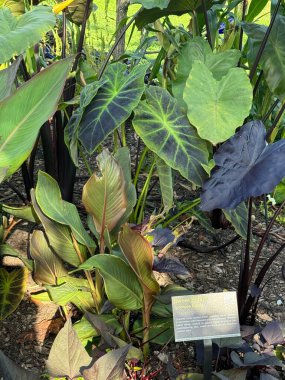 ITHACA, NY - 1. Sezon 1. Bölüm: Cornell Botanik Bahçeleri, Ithaca, New York, 1..