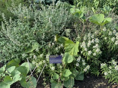 ITHACA, NY - 1. SEP: New York 'taki Cornell Botanik Bahçeleri' ndeki Sebze Bahçesinde büyüyen benekli arı merhemi, 1..