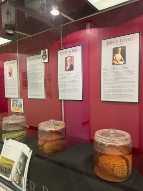 ITHACA, NY - 1. SEP: 1. Sep 2024 'te görüldüğü üzere New York' taki Cornell Üniversitesi kampüsündeki Psikoloji Bölümü binasında Vahşi Beyin Koleksiyonu.