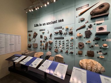 ITHACA, NY - 1. SEP: 1. Sep 2024 'te görüldüğü üzere Ithaca, New York' taki Dünya Müzesi 'nde sergi.