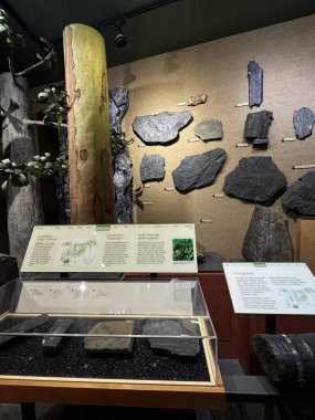 ITHACA, NY - 1. SEP: 1. Sep 2024 'te görüldüğü üzere Ithaca, New York' taki Dünya Müzesi 'nde sergi.