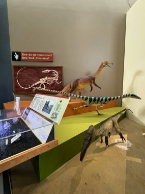 ITHACA, NY - 1. SEP: 1. Sep 2024 'te görüldüğü üzere Ithaca, New York' taki Dünya Müzesi 'nde sergi.