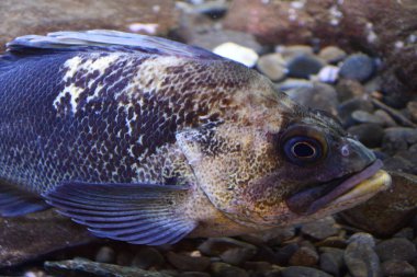 Akvaryumdaki Çin Kaya Balığı