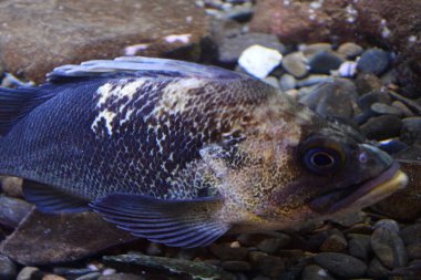 Akvaryumdaki Çin Kaya Balığı