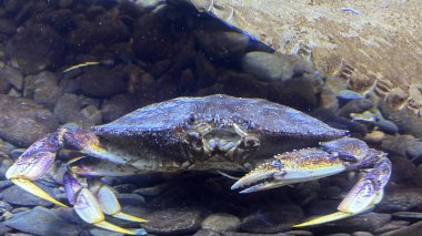 Sudaki Dungeness Yengeci
