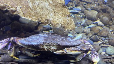 Sudaki Dungeness Yengeci
