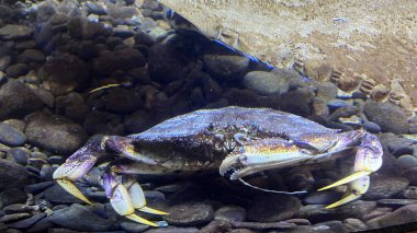 Sudaki Dungeness Yengeci