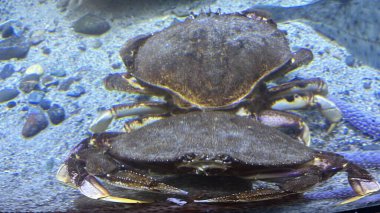 Sudaki Dungeness Yengeci