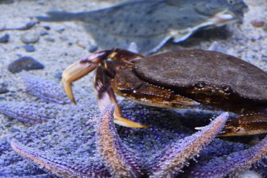 Sudaki Dungeness Yengeci