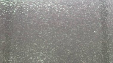 Juneau, Alaska 'da bir somon yetiştirme tesisi.