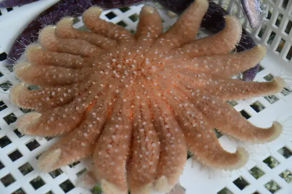 stock image A Sea Star in the Ocean